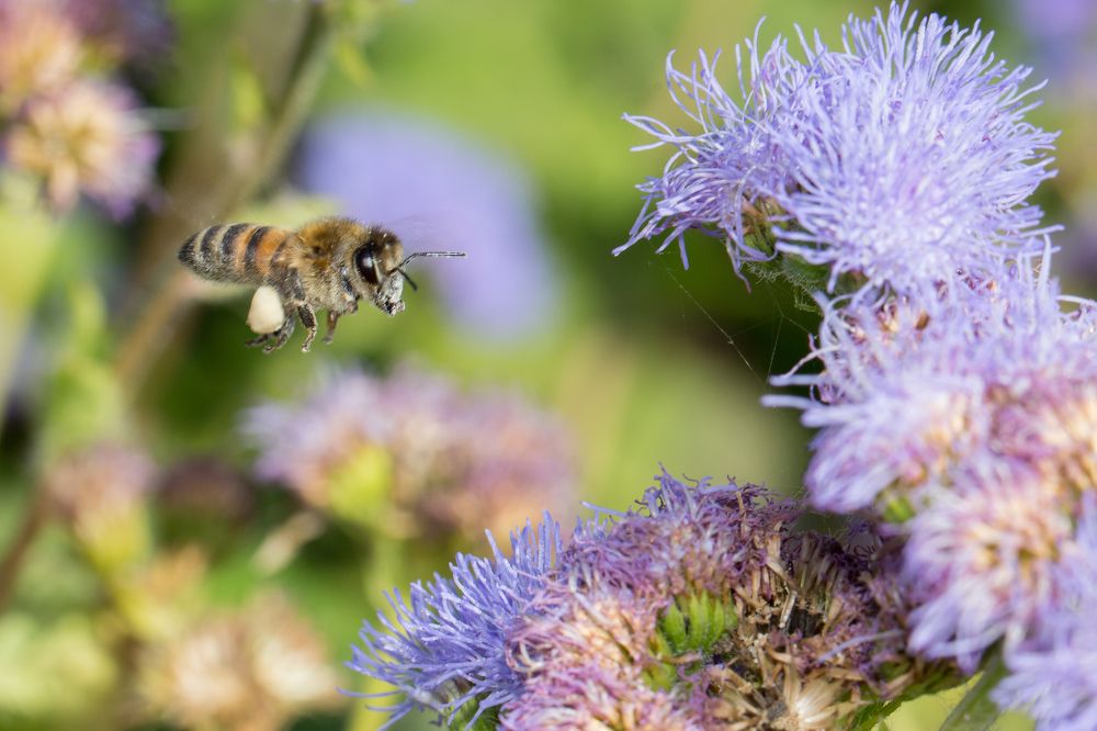 По магазинам со своим пакетом