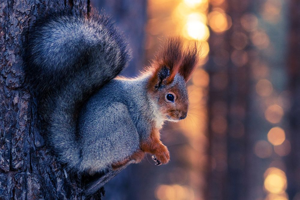 Photograph by Andrey Zaychenko