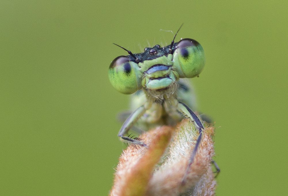 Damselfly\'s Smiling Portrait