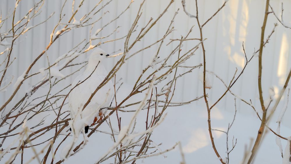 Маскировка