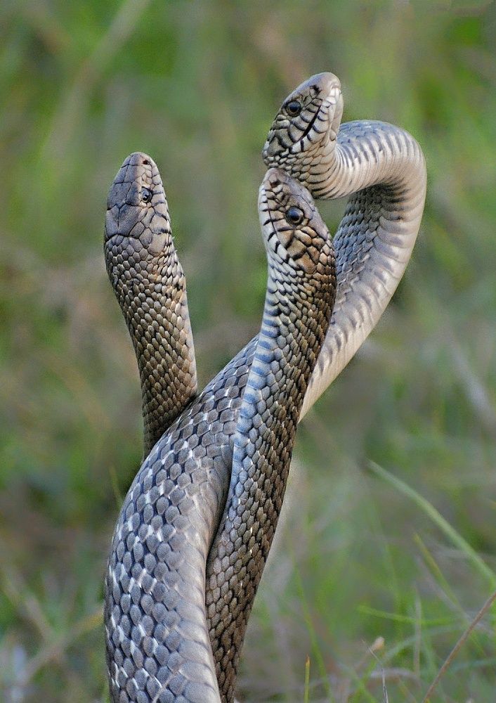 Trio- a fight for love