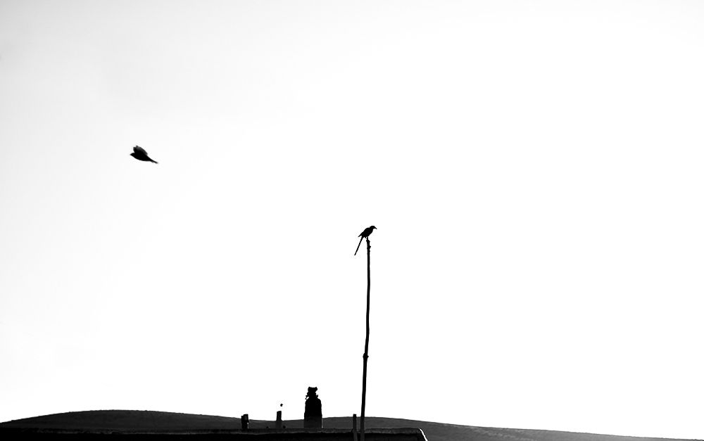 crows
