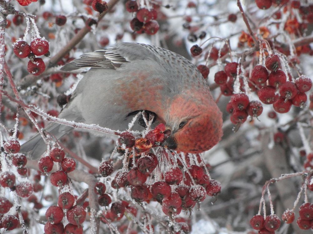 Сказочная птица -- щур