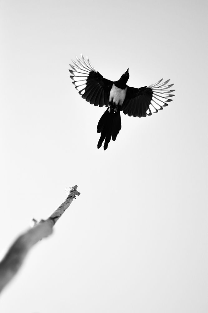 flying crow