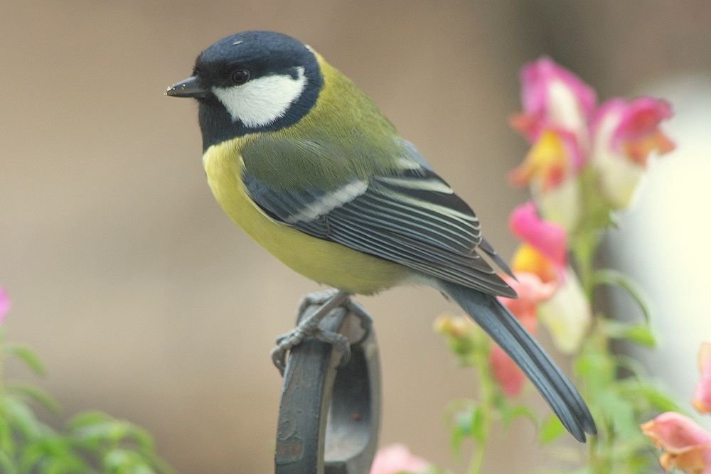 Синичка в октябре