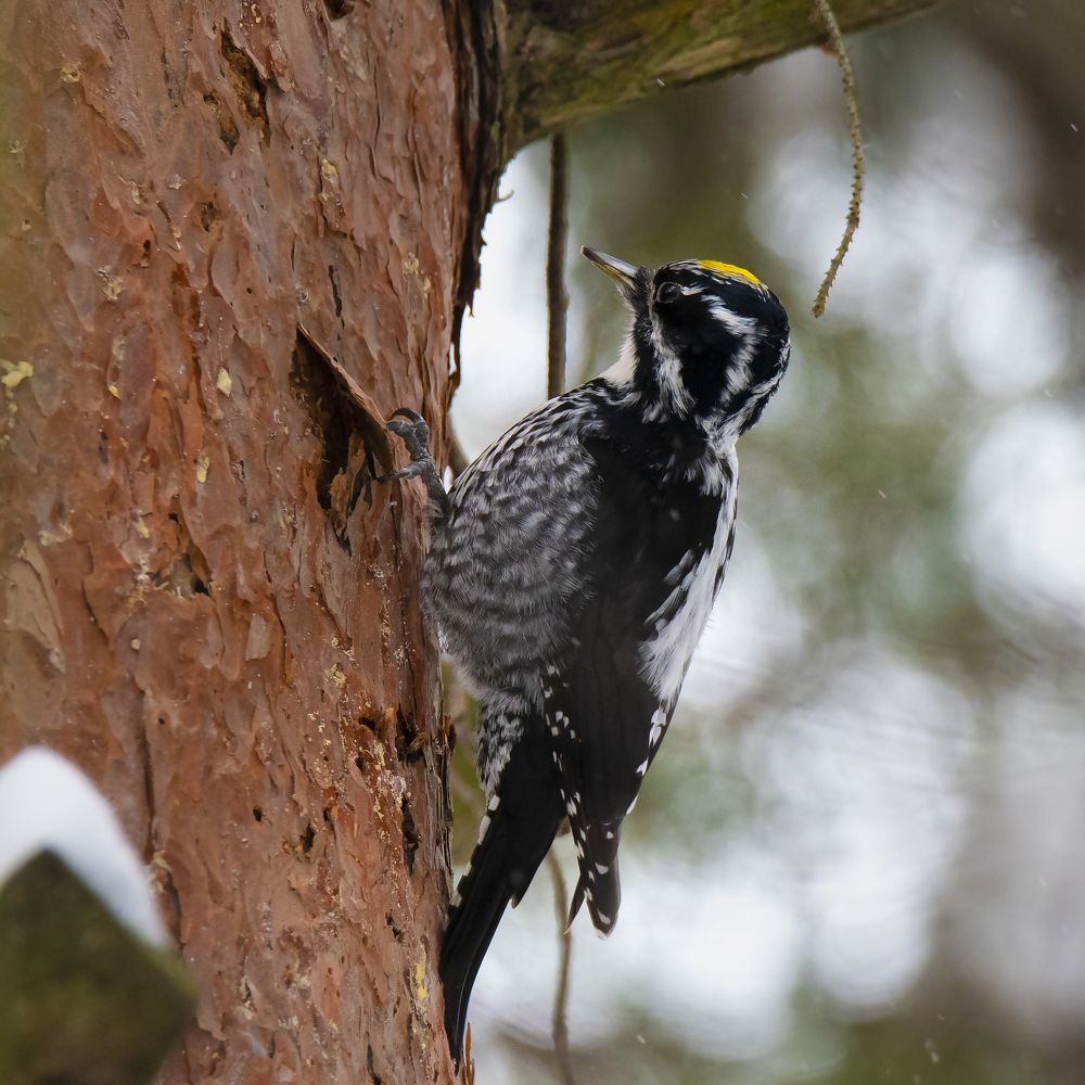 Трёх Палый дятел