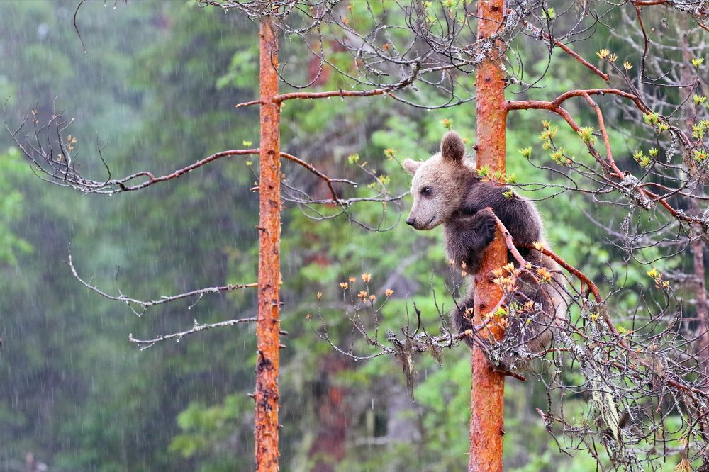 Reflection in the rain/ Размышления под дождем