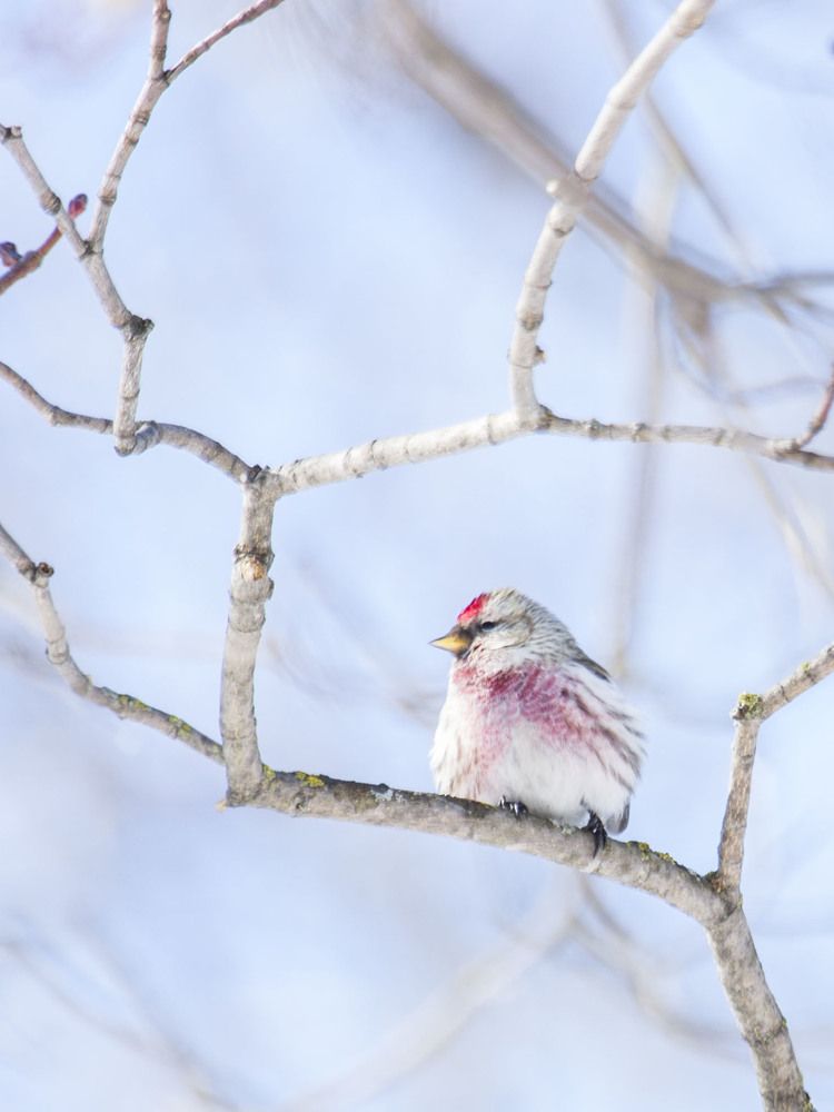 winter bird
