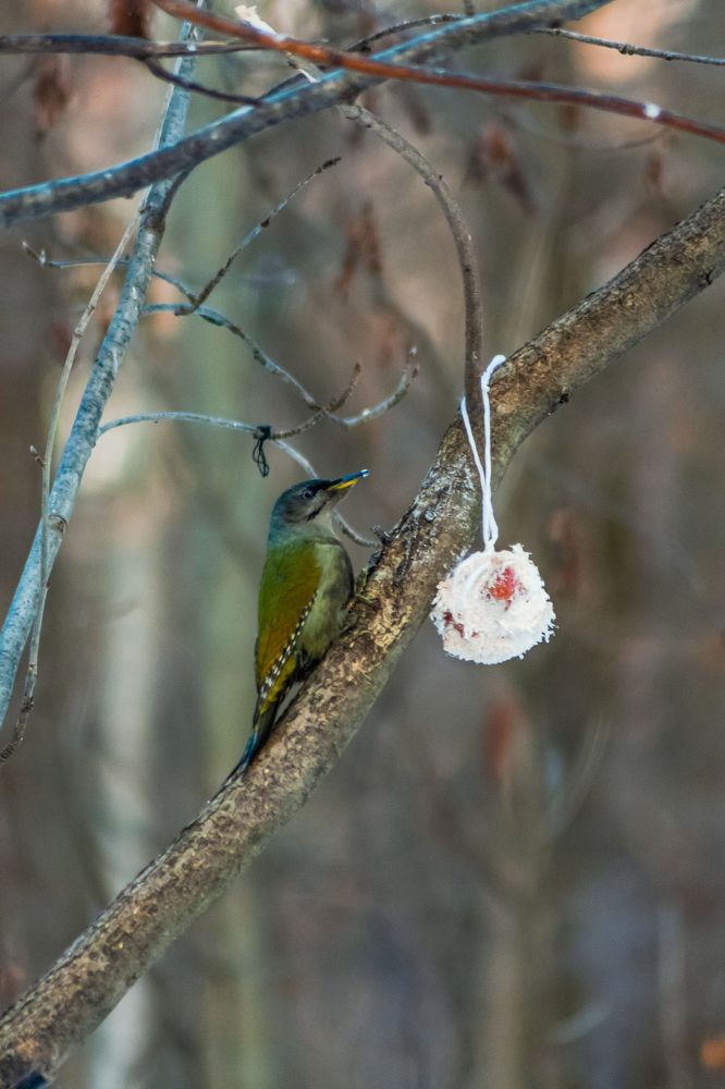 Седой зеленый дятел