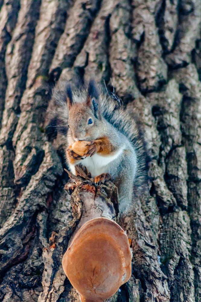 завтрак белки