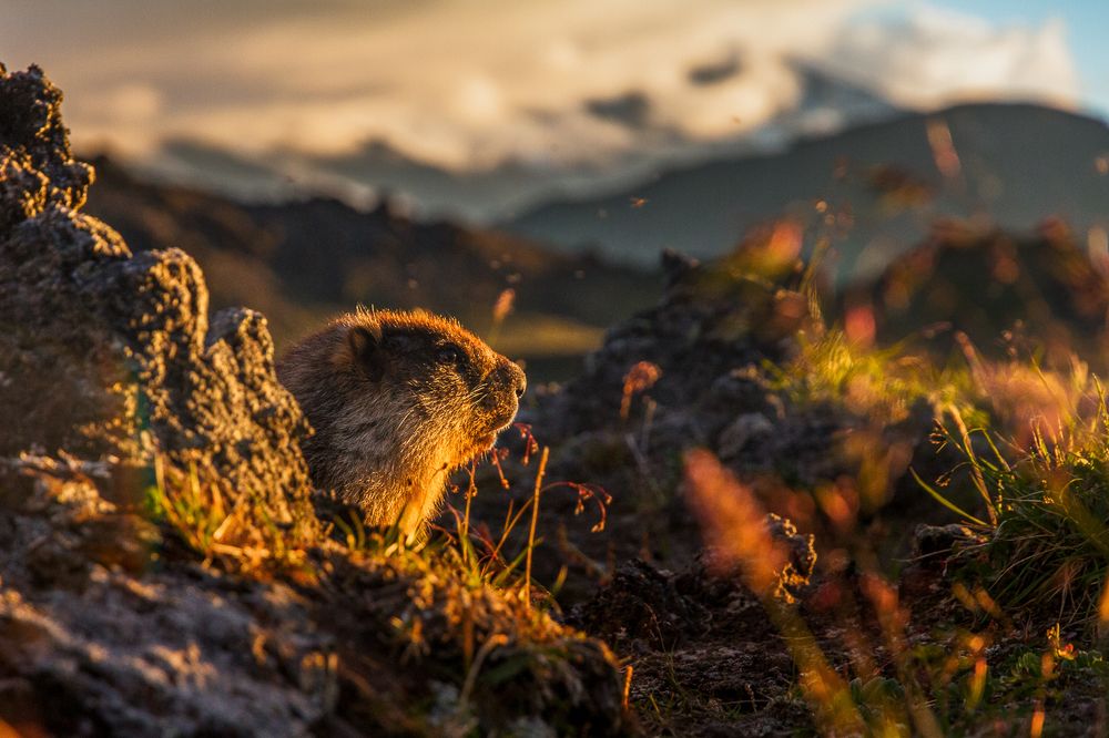 Даже Сурки любят закаты
