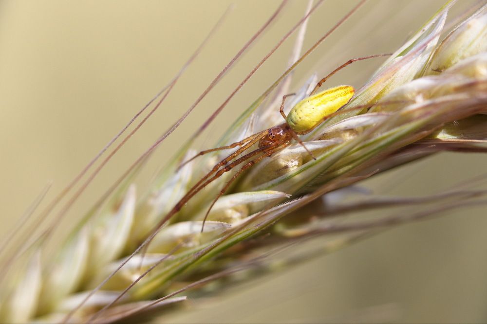 Мастер маскировки