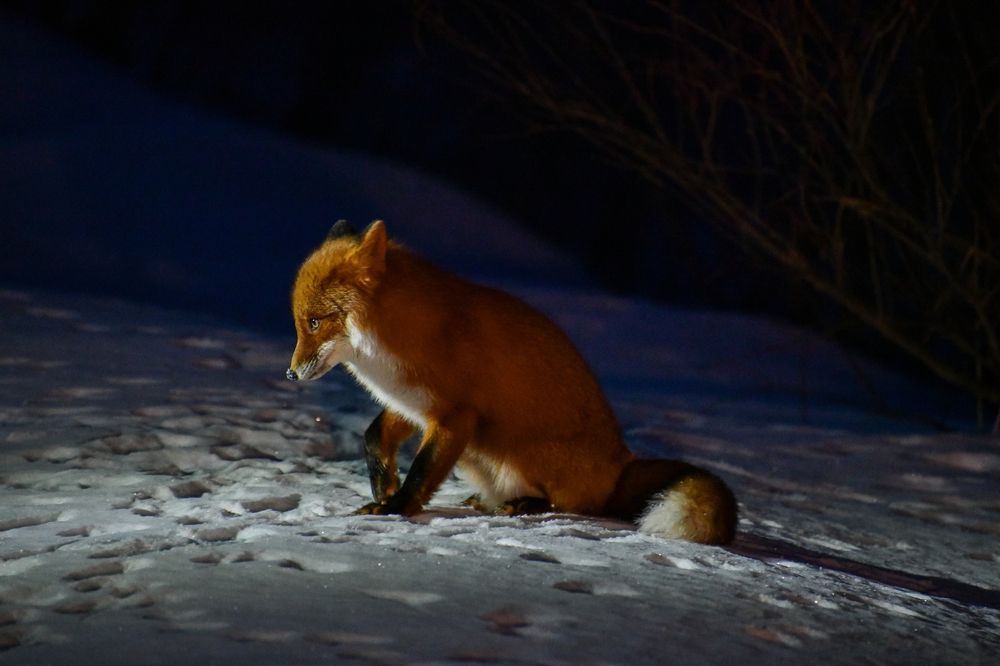 Зимний Лис - сторож океана