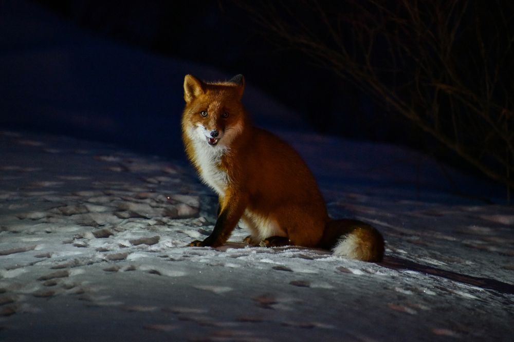 Лис Камчатский