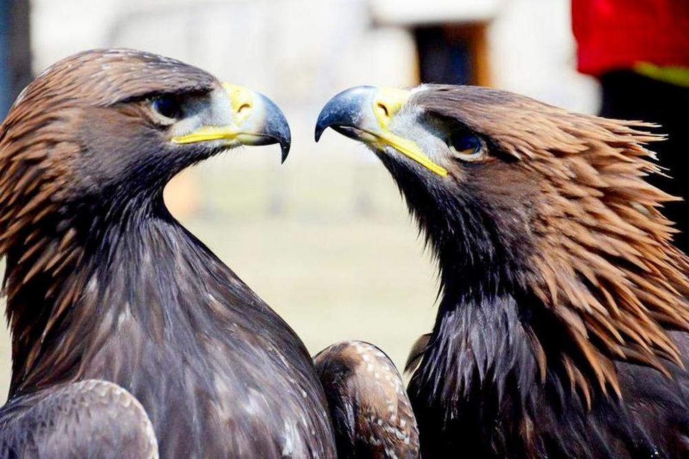 Орлиная любовь - Eagle love