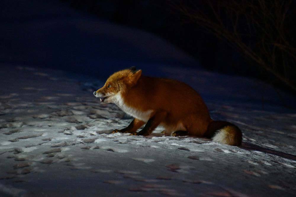 Камчатский Рыжий