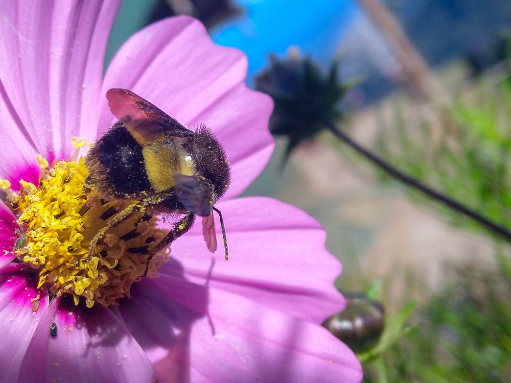 Cosmos and the Bee.