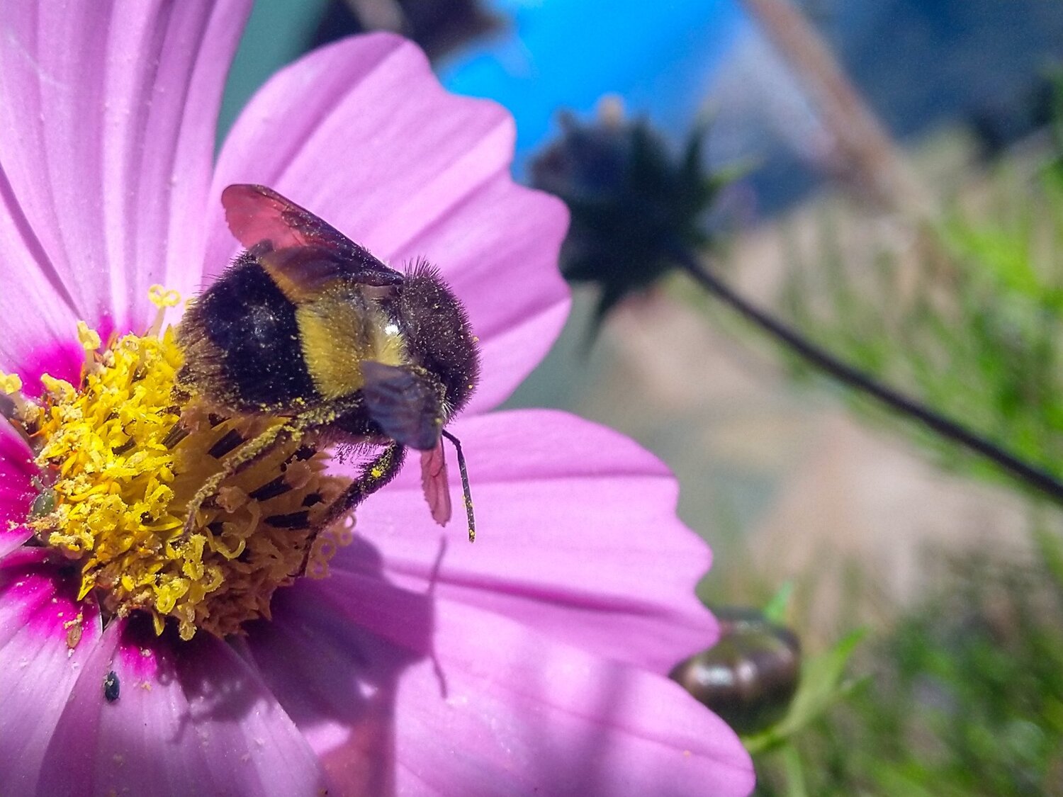 Cosmos and the Bee.