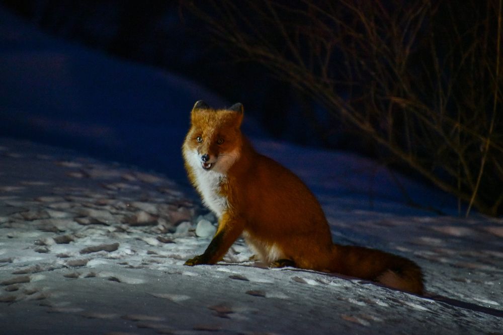 Рыжий хитрюга