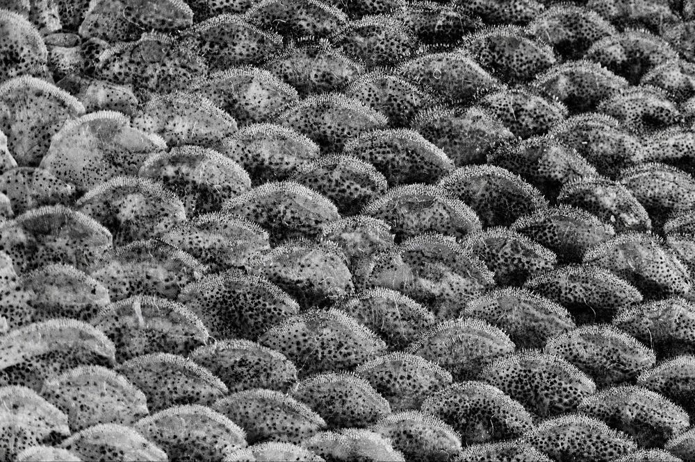 Photograph by Каменко Андрей