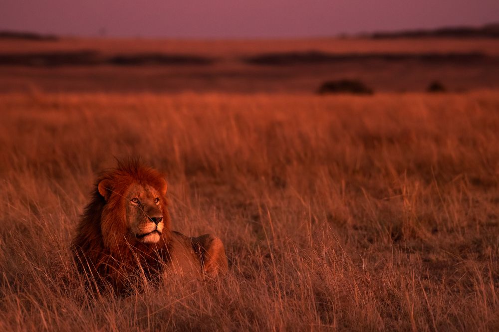 Morning in Mara