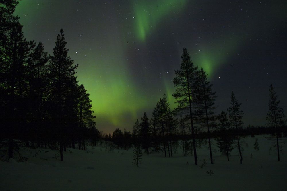 Сияние в тэрельском лесу