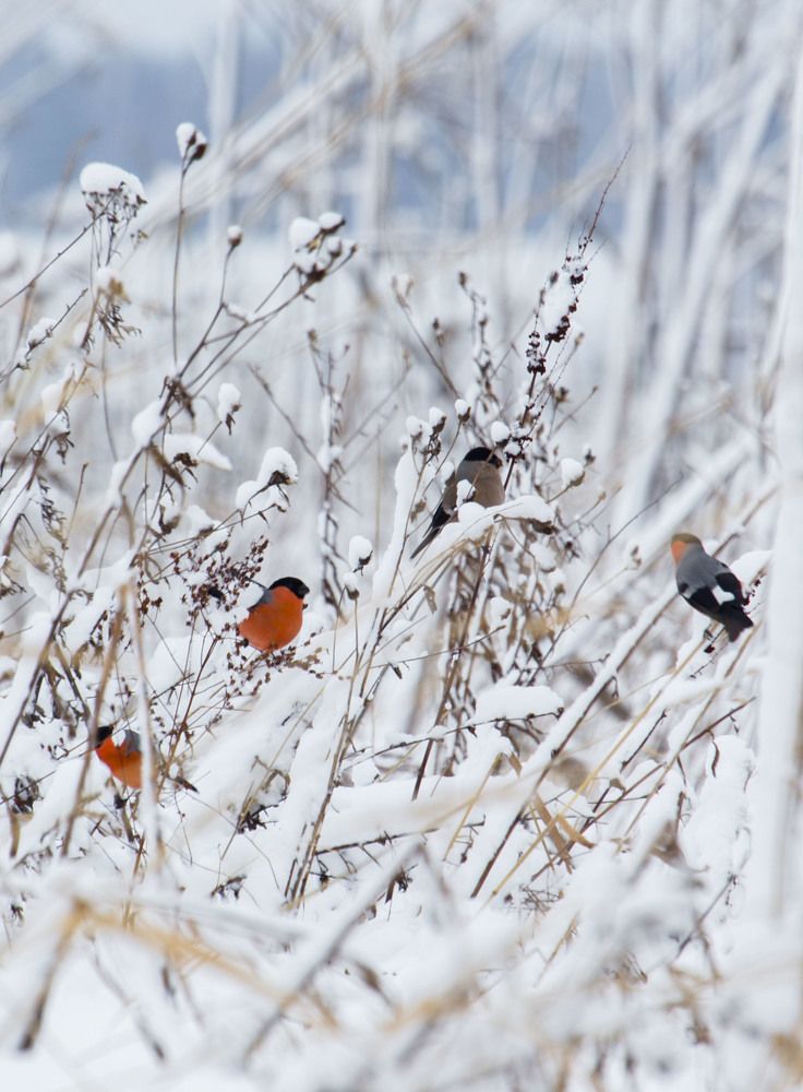 winter birds