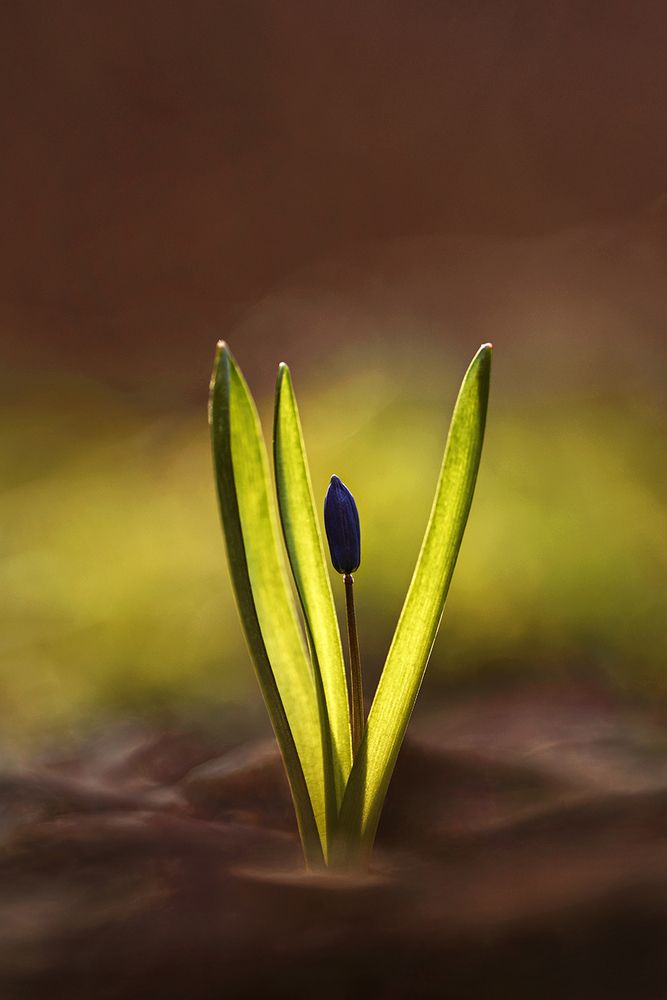 Весне навстречу.