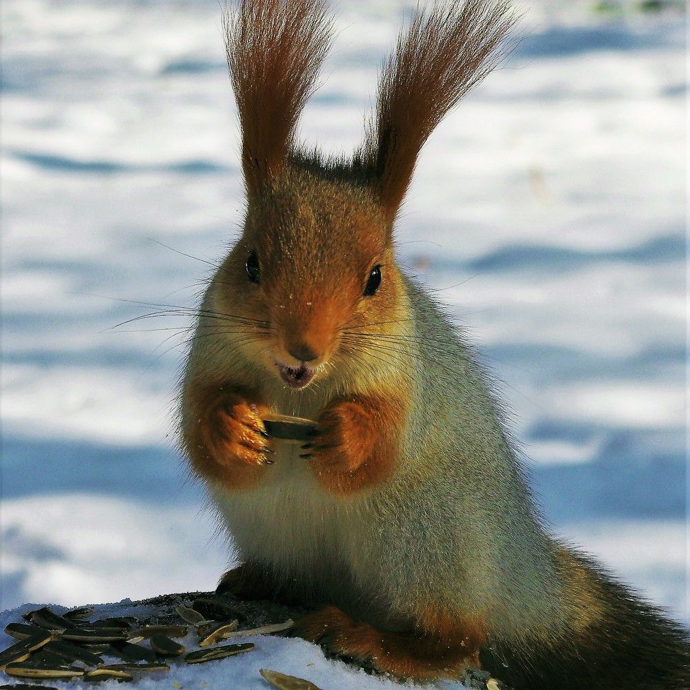 Вкусная семечка