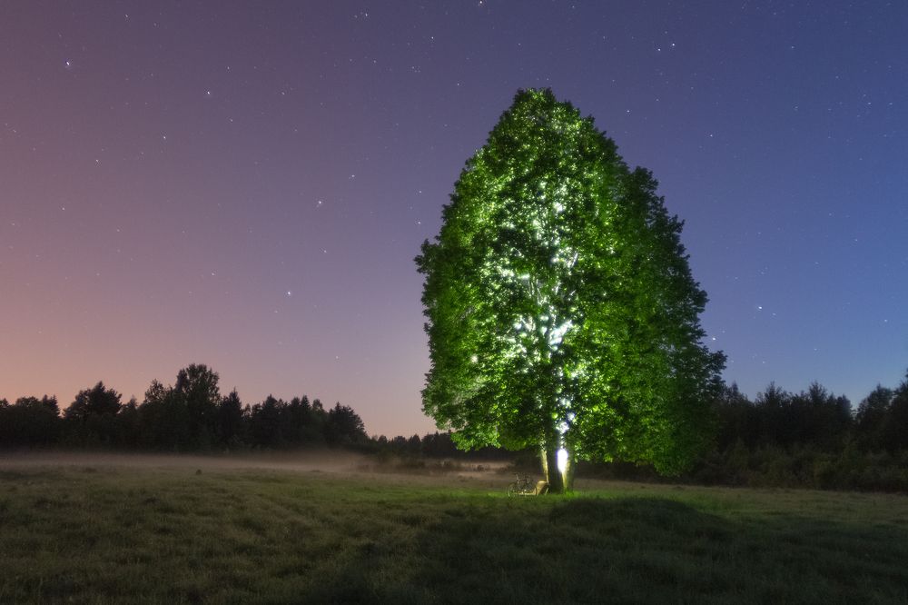 Древо жизни