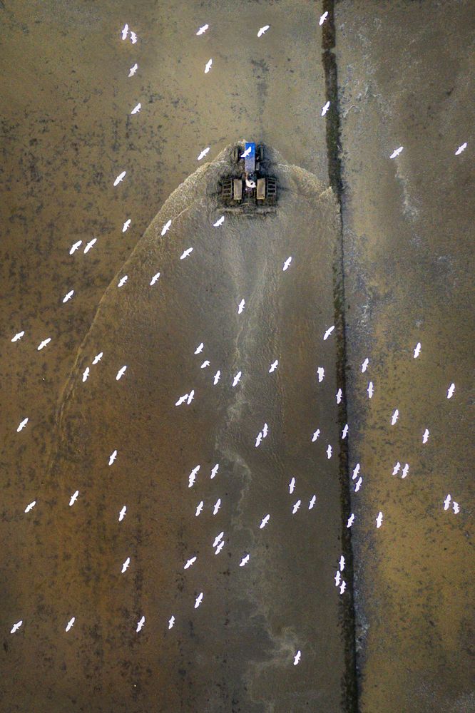 Bird\'s eye view of birds.