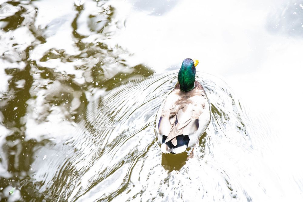 В Серебрянном Бору