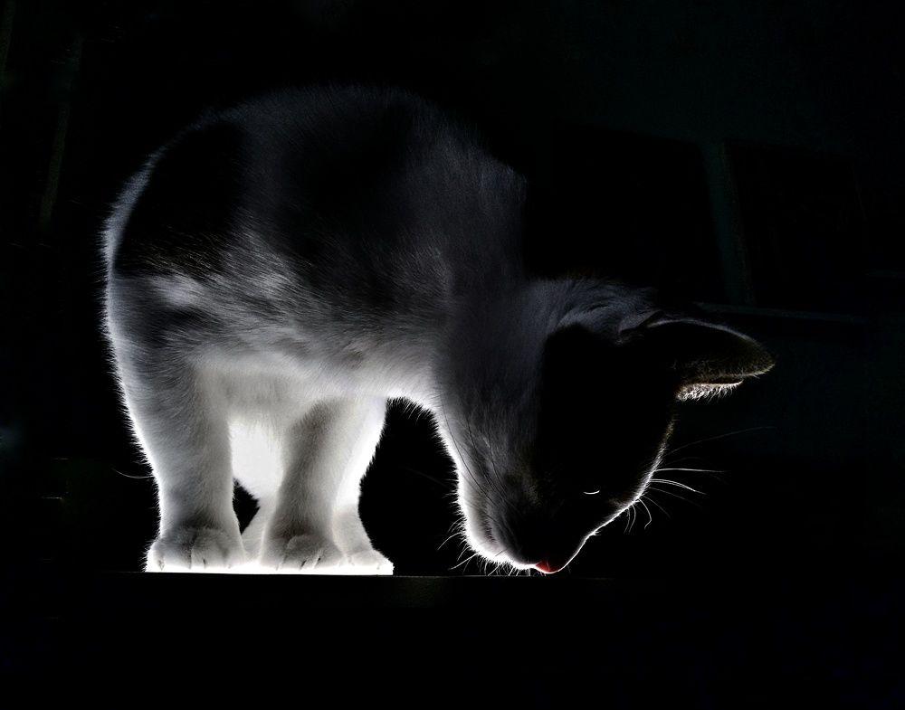 Любопытство