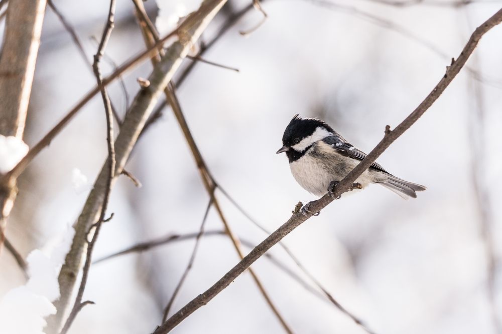 Московка в зимнем лесу