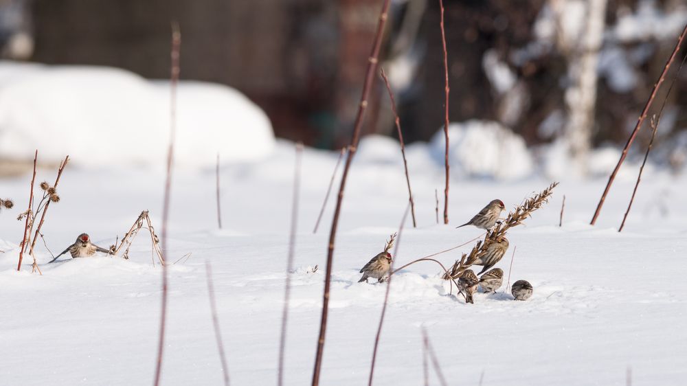 Чечетки резвятся в снегу