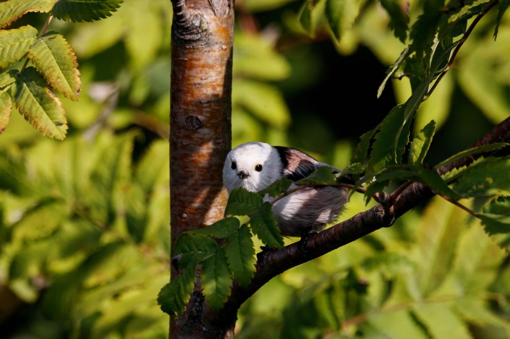 Стеснительный ополовник