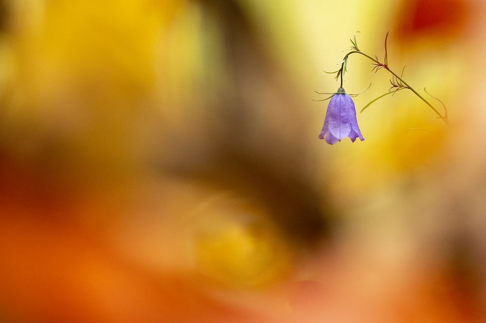 Пылает осенний лес