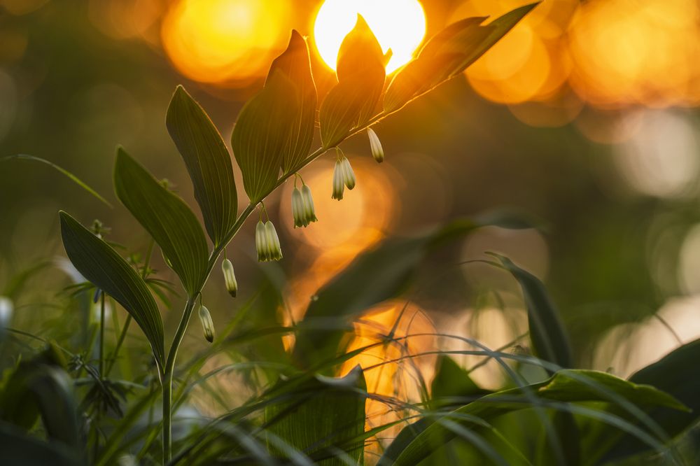 В лучах заката
