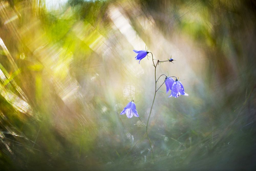 Смена декораций
