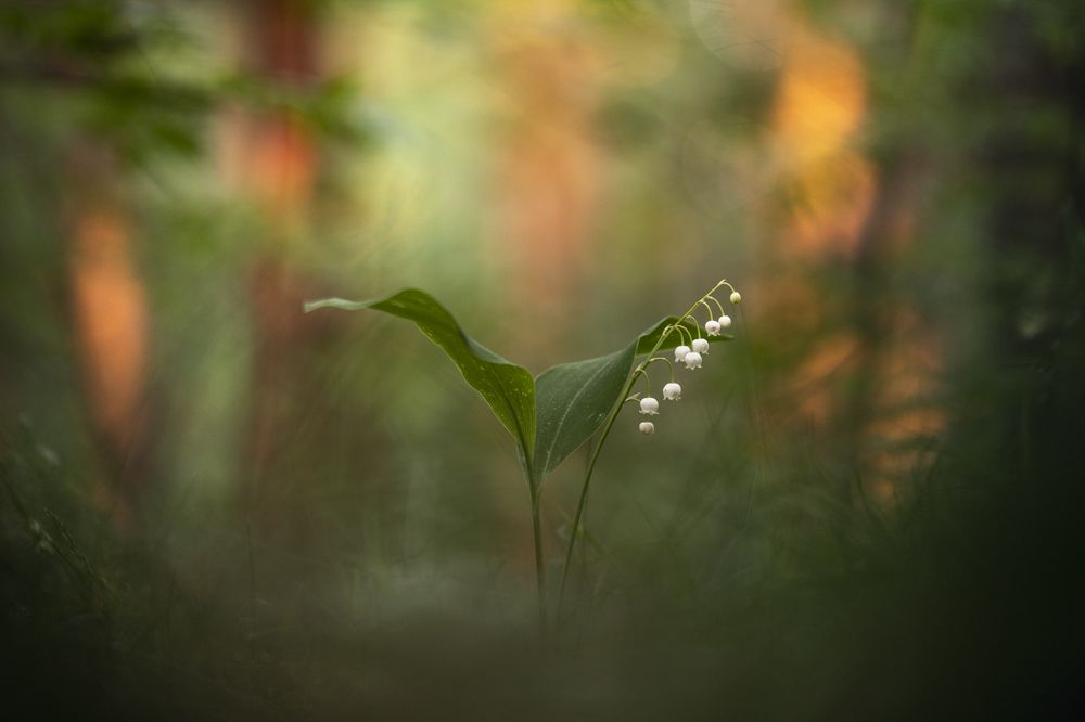 В центре внимания