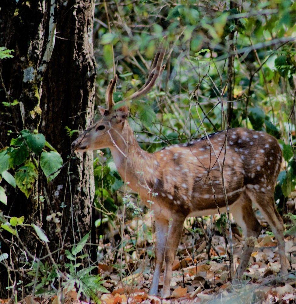 SPOTTED DEER