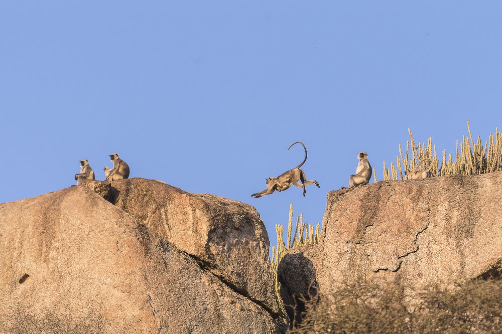 Guardian of the Aravali Hills