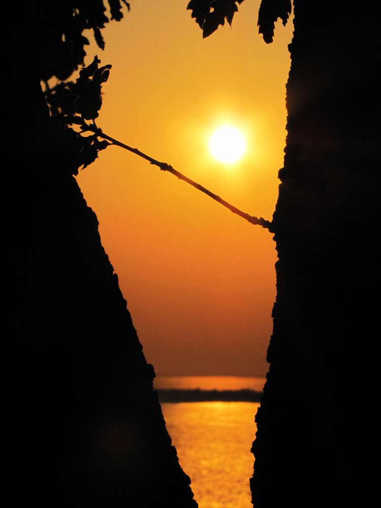 tree and sun