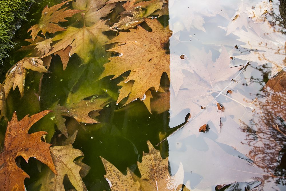 Reflected Autumn