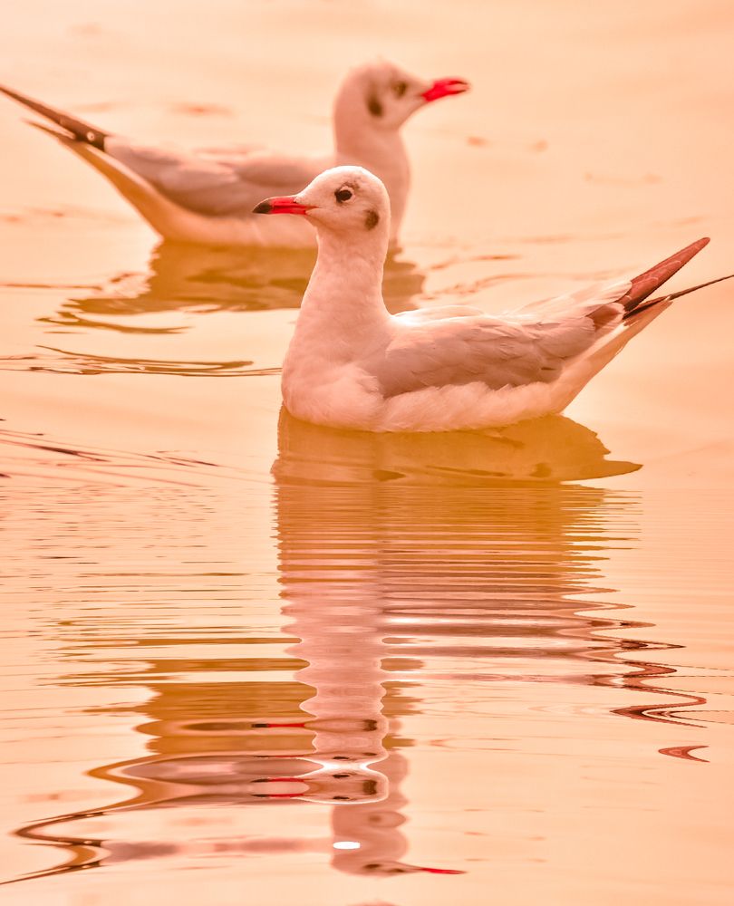 Be my swan to mate for life!