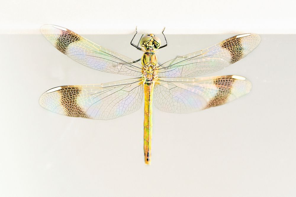 стрекоза, освещенная солнцем