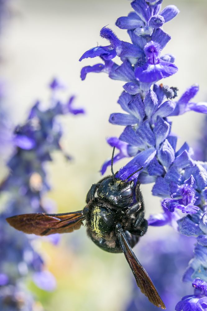 А у Вас спина в пыльце)
