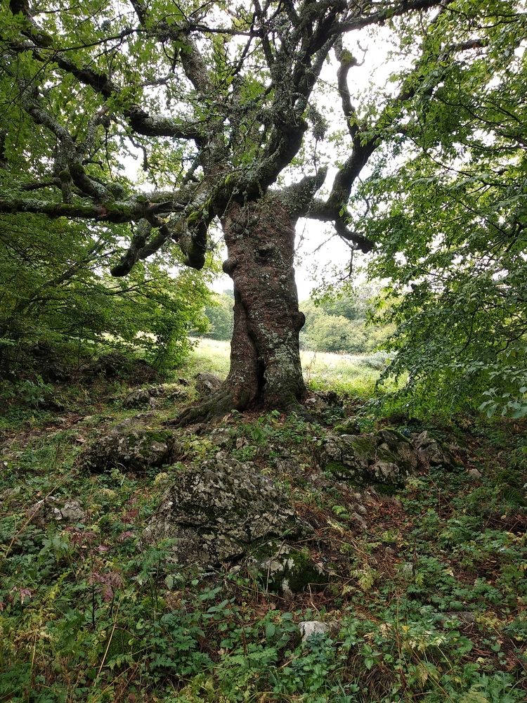 Сказочное дерево