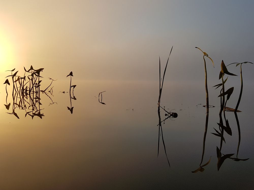 Туманное утро