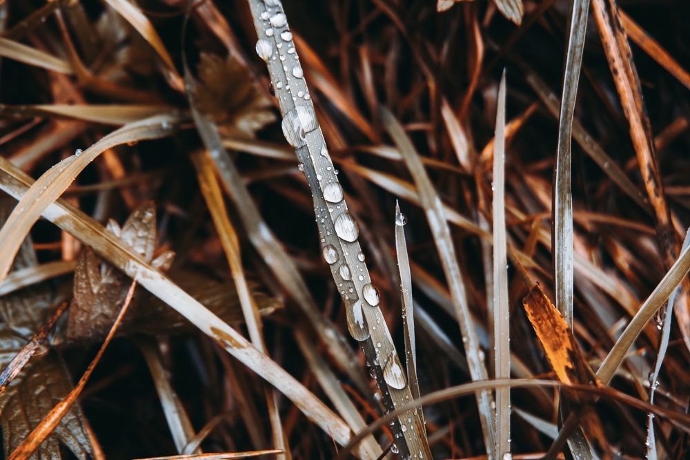 Осенние следы